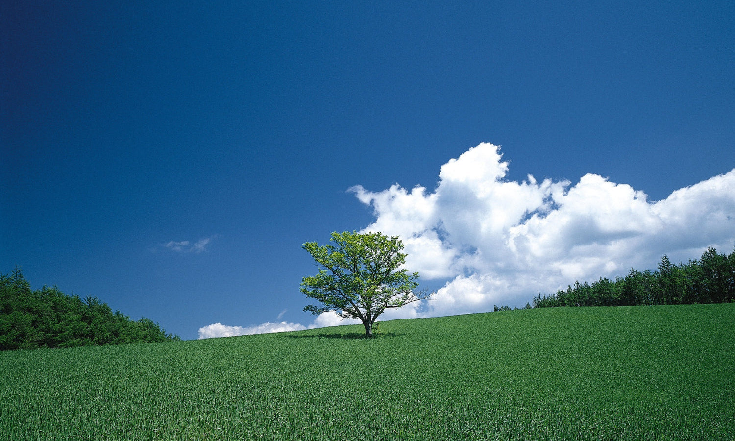 The Beginning of the Science of Resilience