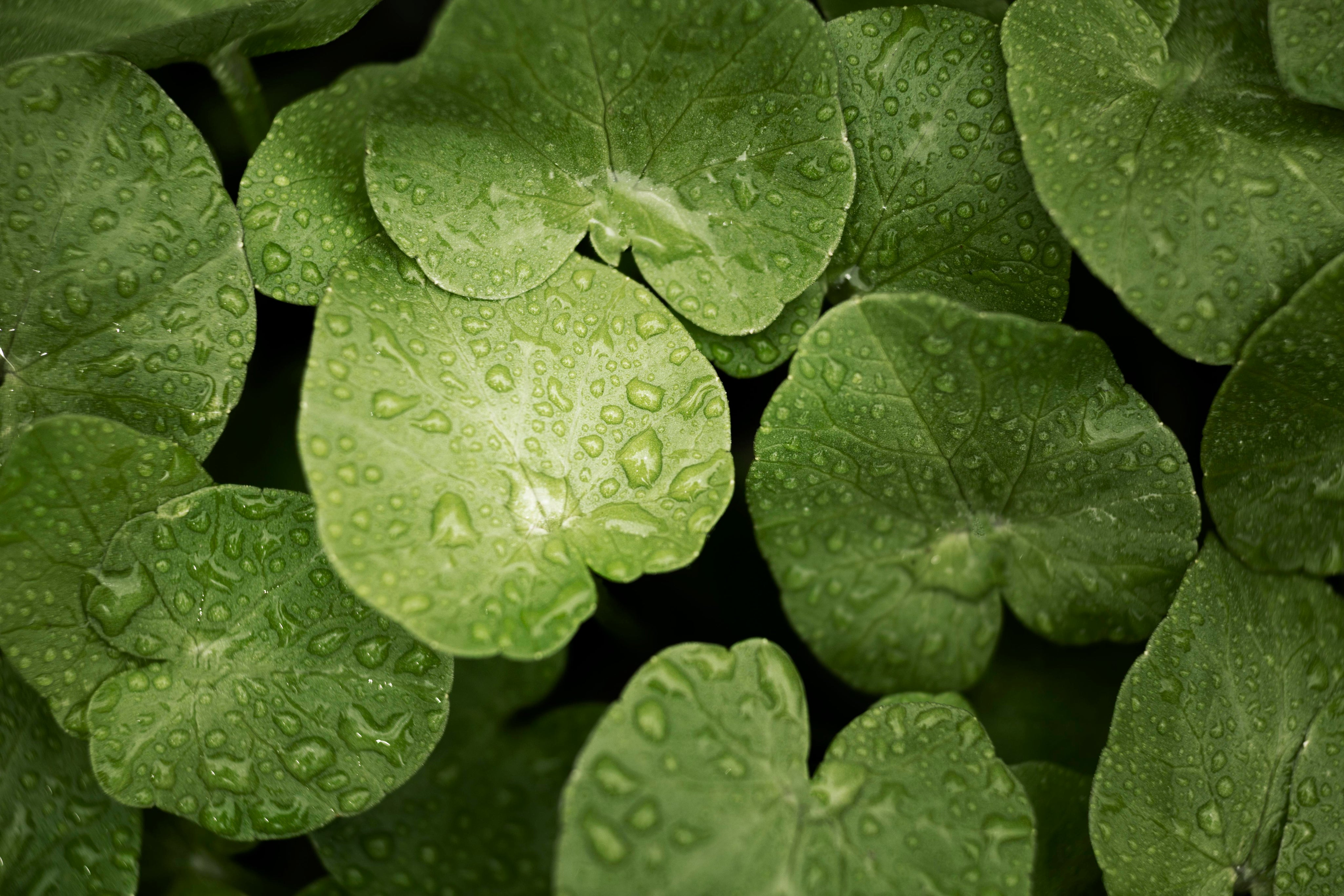Centella Asiatica Leaf Water